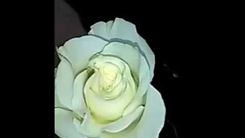 ¿Significan las rosas blancas respeto?