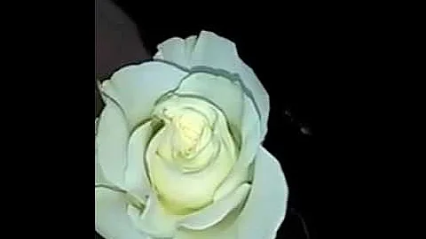 ¿Qué significa una rosa blanca?