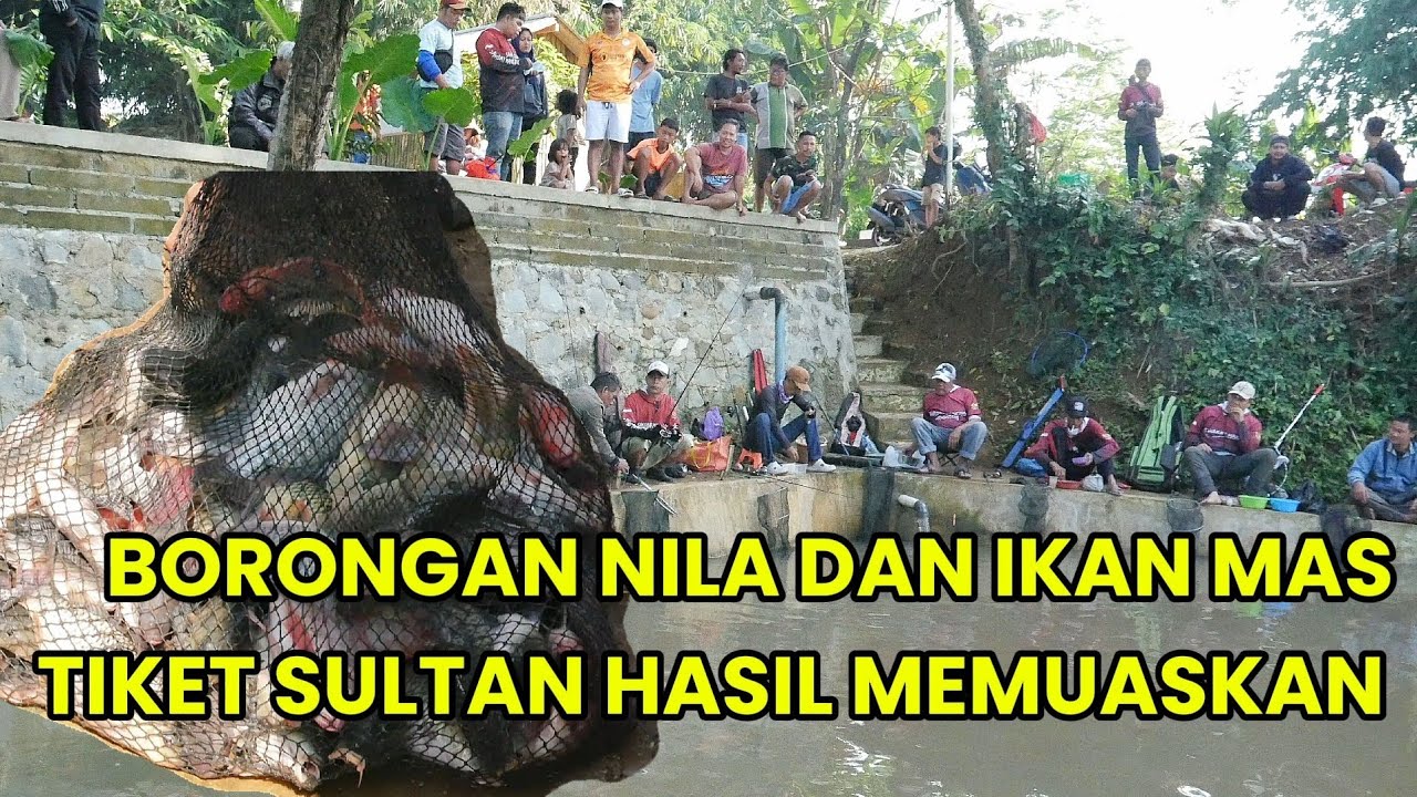 BORONGAN IKAN NILA TIKET SULTAN,,TAPI HASIL NYA GAK MENGECEWAKAN ‼️ MANCING BORONGAN NILA,IKAN MAS