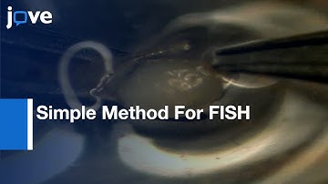 Simple Method For Fluorescence DNA In Situ Hybridization To Squashed Chromosomes l Protocol Preview