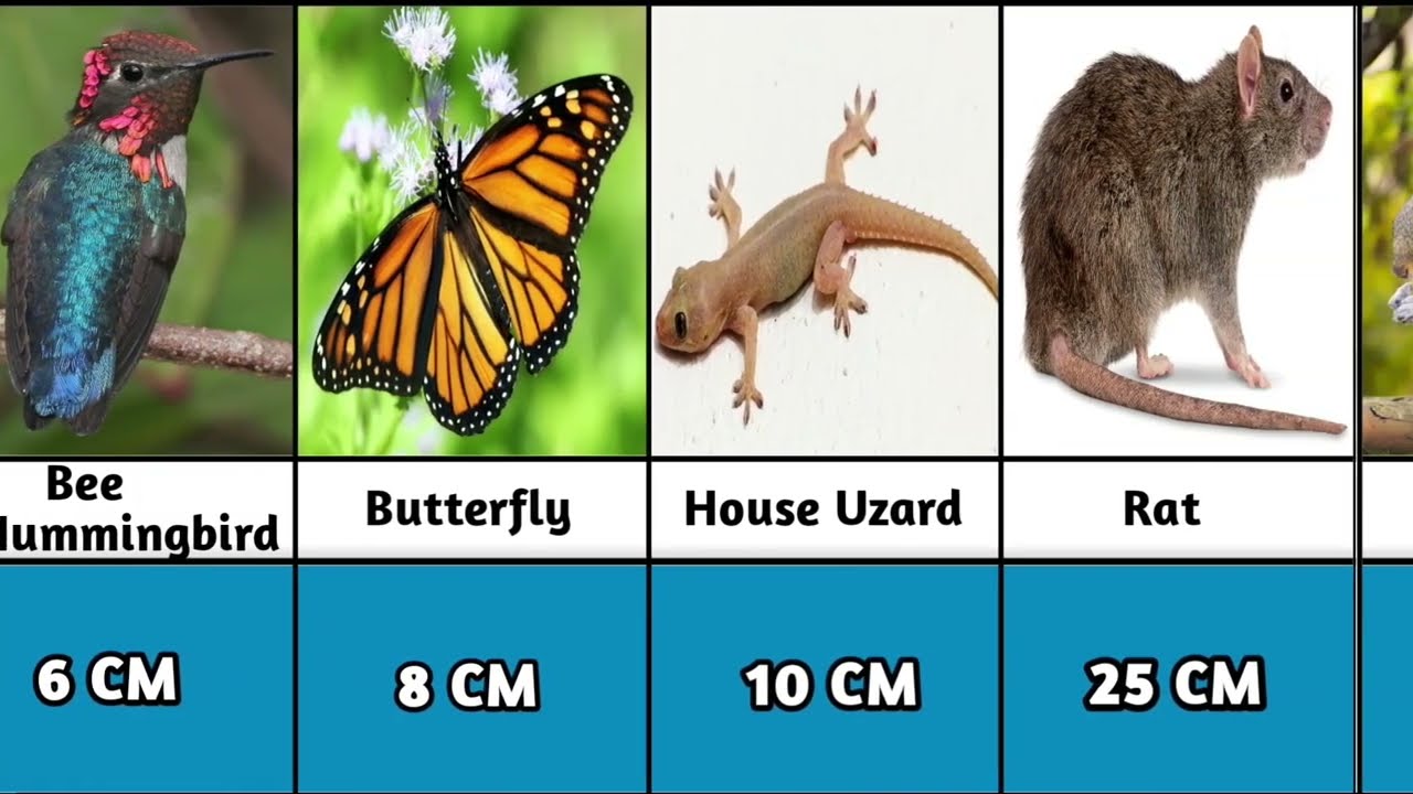 Mind-blowing Animal Size Comparison: Surprising Wing Data