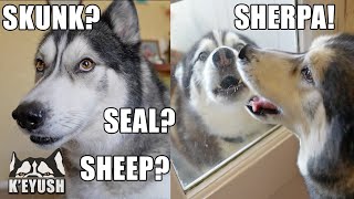 Shocked Husky Works Out His Best Friend Is Here