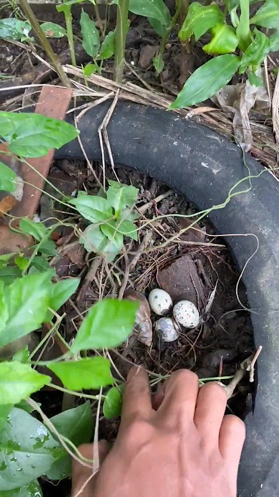 Quail egg harvest #riedwanrichie #pets #quail