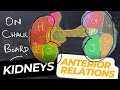 Kidney -Anterior Relations