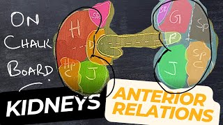 Kidney -Anterior Relations
