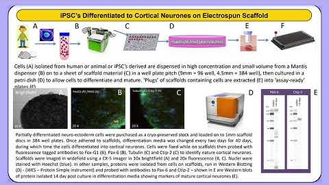 Video on 3D Cell Culture Technology Poster: Micro Tissues on Electrospun Scaffolds