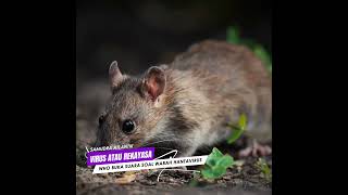 Hantavirus: Fakta Medis vs Teori Elite Global?
