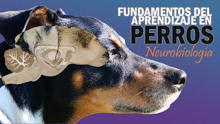 Neurobiology, neuroethology, reward system/SEEKING. Fundamentals of learning in dogs.