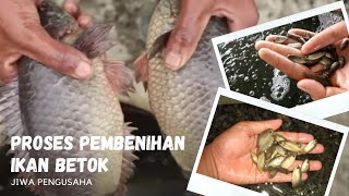 Cara Sukses Pembenihan Ikan Papuyu, Betok, atau Betik dengan Baik Bagi Pemula. #jiwapengusaha