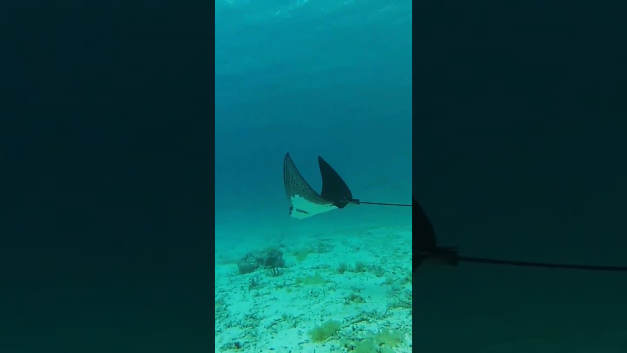 Amazing creature stingray