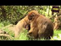 Moroccan macaques قردة المكاك المغربية