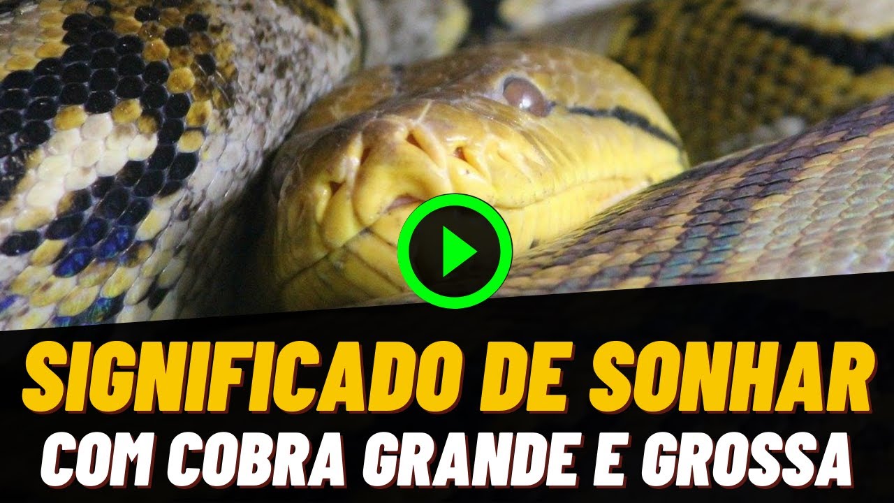 Qual o significado de Sonhar com COBRA GRANDE E GROSSA? VEJA AQUI TODOS ...