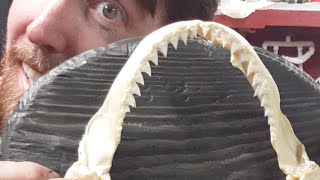 Sharkbait! Mounting 14 inch Mako shark jaws/ taxidermy| Cobwebs and Candlesticks