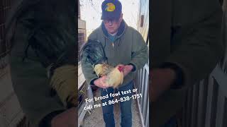For brood fowl text or call me at 864-838-1751.