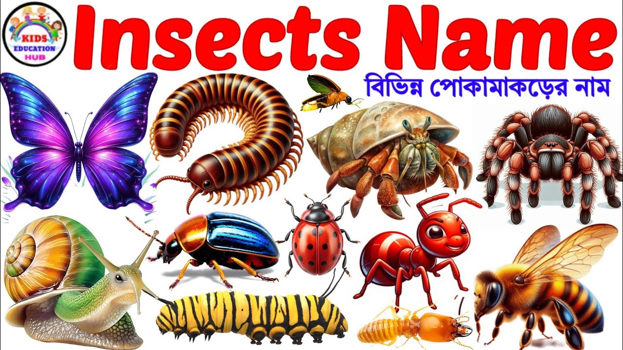 Insects Names | Name of Insects | Insects Name with Pic for Kids | Learn Insects Name in English 