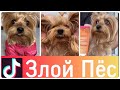 ЛУЧШИЕ ВАЙНЫ И ПРИКОЛЫ ТИК ТОК | Злой Пёс