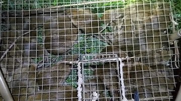 Bẫy chuột đồng ở một nơi xa xôi và kết quả bất ngờ@sanbatmienbac