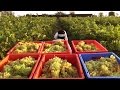 Thompson seedless Grape Harvesting