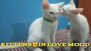 Kittens in Love Mood | Cute and beautiful cats | cute friendly cat