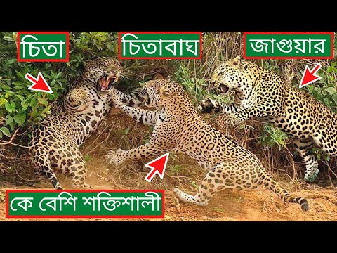 ভিডিও: পন্থার এবং চিতাবাঘ কি একই?