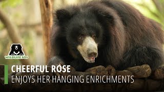 Cheerful Rose Enjoys Her Hanging Enrichments