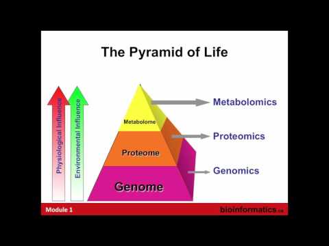 Video: NMR Metabolomika Odhaluje účinky Infekcí Kryptosporidiem Na Metabolom Hostitelských Buněk