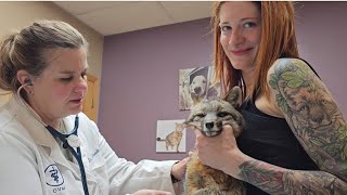 Nikita the Grey fox goes to the vet!