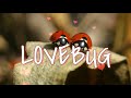 jonas brothers - lovebug | cover song with lyrics