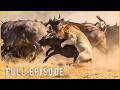 THUNDERING HERDS - A Journey Through Predator Territory (Full Episode) | Nature Animal Documentary
