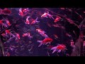 Fish are displayed as living works of art at colorful aquarium in Tokyo