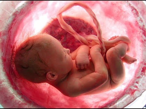 Not Enough Womb Video