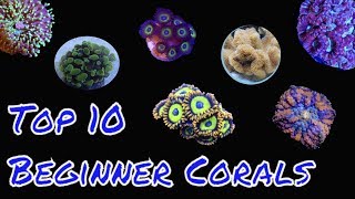 Top 10 Corals for beginners