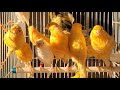 Breeding Canary Pairs 4 Essentials 4 شروط أساسية للإنتاج من ذكر وأنثى الكناري في هذا الموسم 
