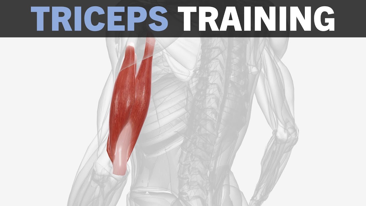 Triceps Hypertrophy Training Fundamentals