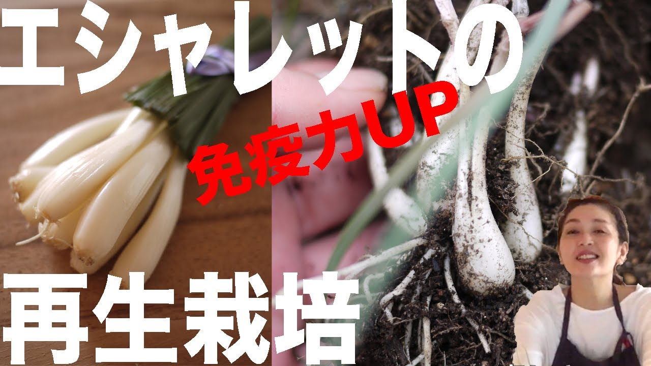 再生栽培 １６ エシャレット 健康野菜の再生 Youtube