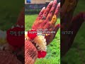 #sad #tiktoksad #koster_tiktok #bangla_sad_status #টিকটক_কষ্টের_ভিডিও