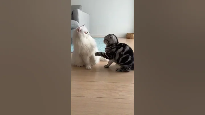 Video 11898151: persian cat american, american curl cat, persian cat meets, cat vs persian