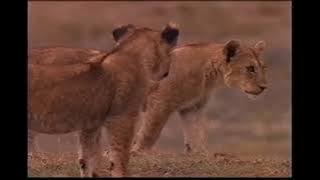 Baby Animals: The Magic of Baby Animals (1997 KEG Productions) (VHS Rip)