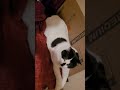 #animaltransformation95