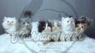 Adopsi Kucing Ras Bandung 29 April 2024