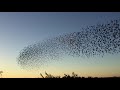 Сапсан-пират (погоня за скворцами!)Peregrine Falcon Pirate (chasing starlings!)百富勤獵鷹海盜（追八哥！）