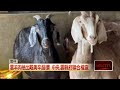食安與農畜產品檢驗風暴