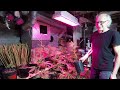 HLG 550v2 LED vs 1000w Metal Halide