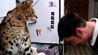 ⁣саванна кот атакует - savannah cat attack