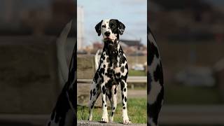 Dalmatian #edit #dog #dalmatians #capcut