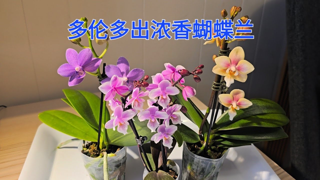 多伦多出浓香蝴蝶兰