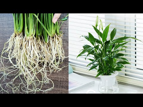 How to grow Peace Lily in water, cleaning the air of the room