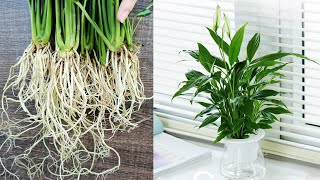 How to grow Peace Lily in water, cleaning the air of the room