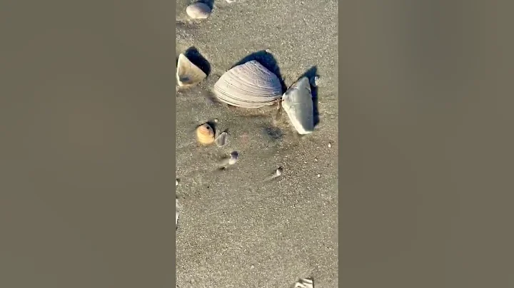 Unique seashells of various sizes and colors wash ...