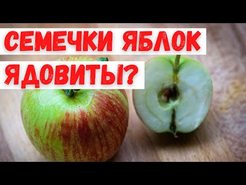 Ядовиты ли яблочные семечки?